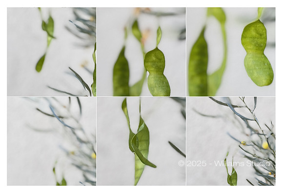 IMAGE GRID 7