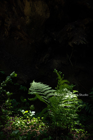 REDWOOD FOREST FLOOR 6