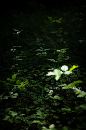 REDWOOD FOREST FLOOR 7