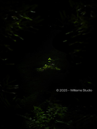 REDWOOD FOREST FLOOR 14