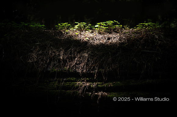 REDWOOD FOREST FLOOR 12
