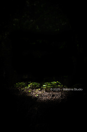 REDWOOD FOREST FLOOR 10