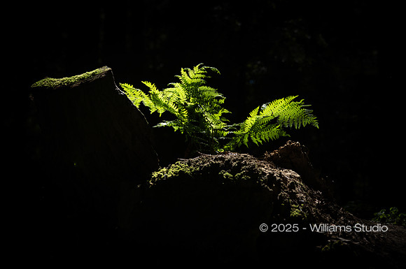 REDWOOD FOREST FLOOR 1