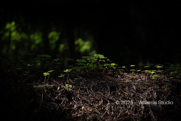 REDWOOD FOREST FLOOR 8