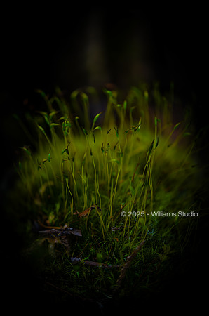 REDWOOD FOREST FLOOR 4