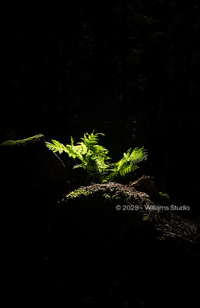 REDWOOD FOREST FLOOR 15