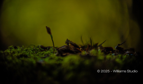 REDWOOD FOREST FLOOR 2