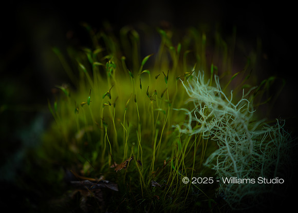 REDWOOD FOREST FLOOR 3