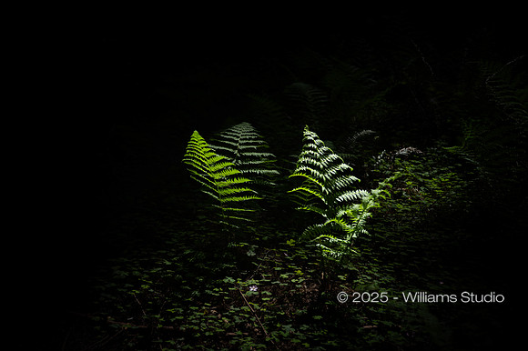 REDWOOD FOREST FLOOR 13